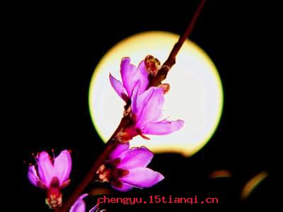 春花秋月的故事