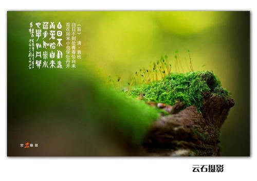苔